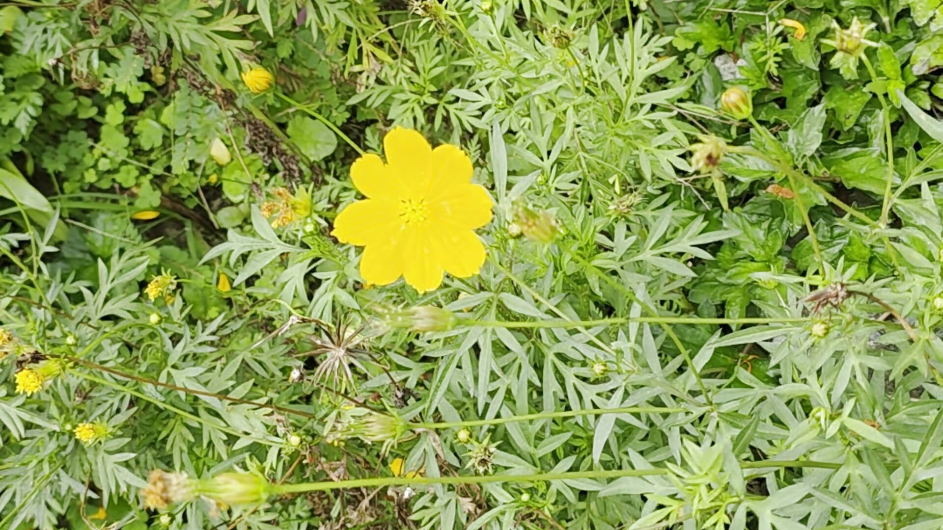 How beautiful! 💕 - video by Laura_takint cam model