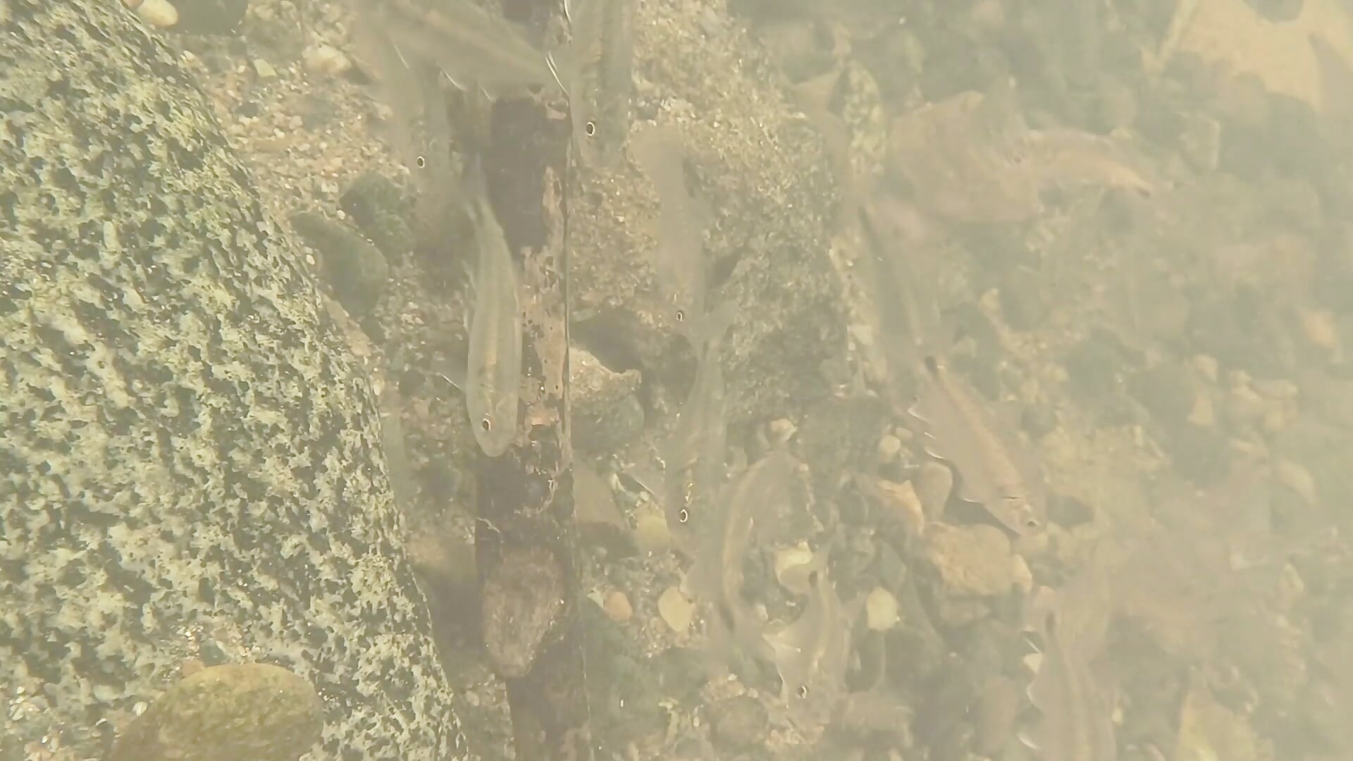 The fish knowing my feet🐟 - فيديو من GiselReyes موديل الكام