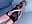 strip bondage_edit - clip cu LickLizzy