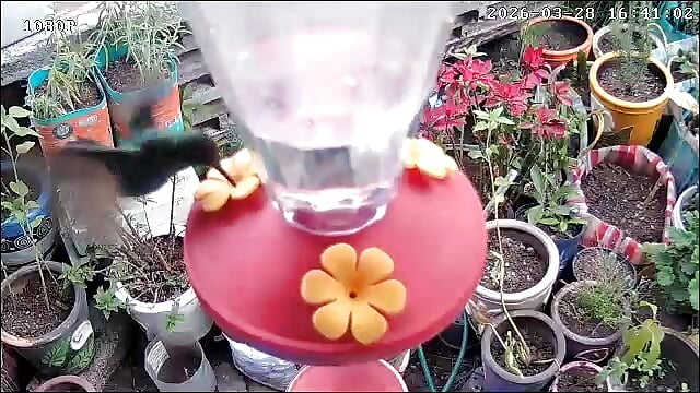 20260328164059504_116435047_record - video by LaInsaciableIntensa cam model