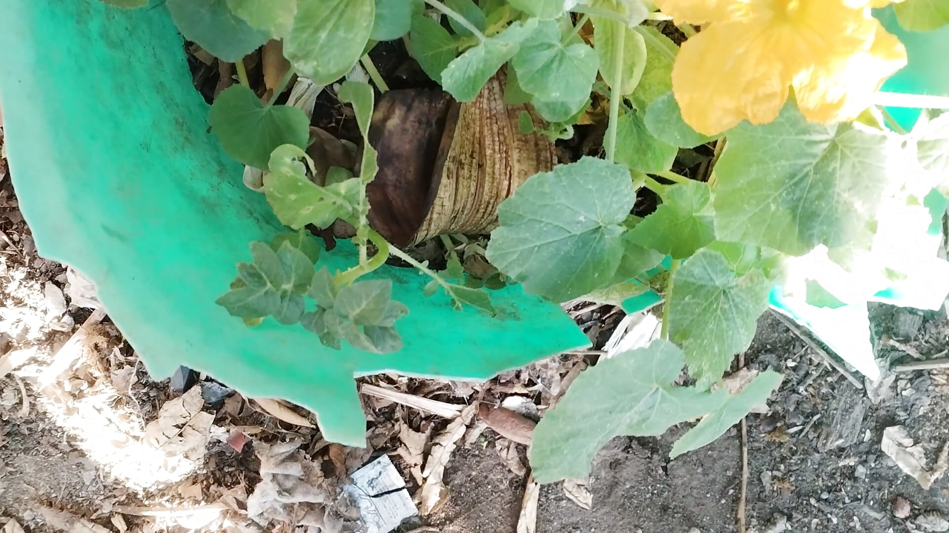 VID_20250516_070420 - video by LaInsaciableIntensa cam model