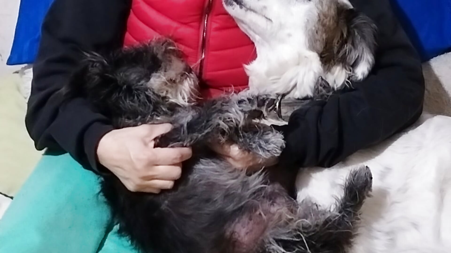 VID_20250625_165732 - video by LaInsaciableIntensa cam model