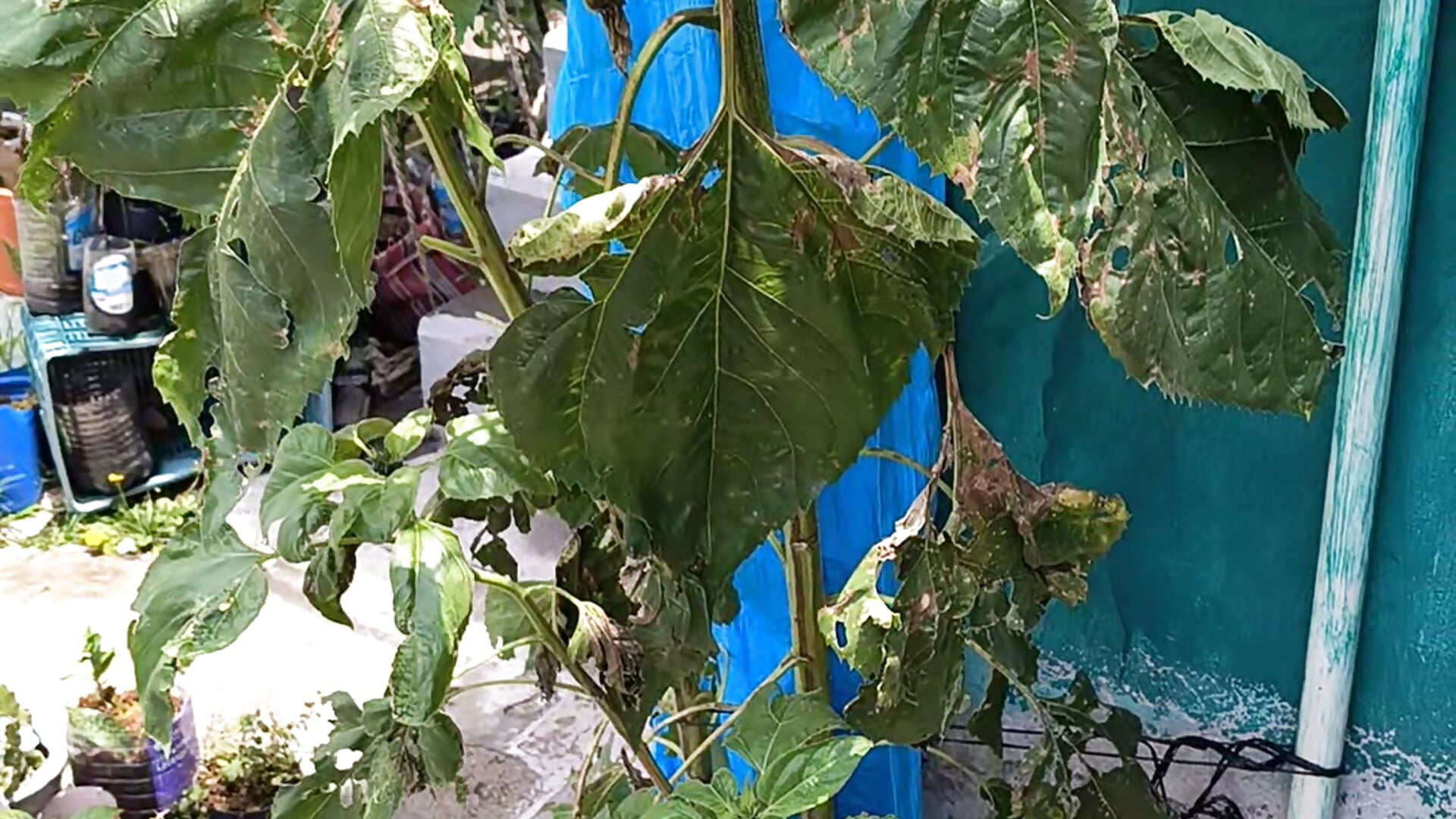 VID_20250706_125507236 - video by LaInsaciableIntensa cam model