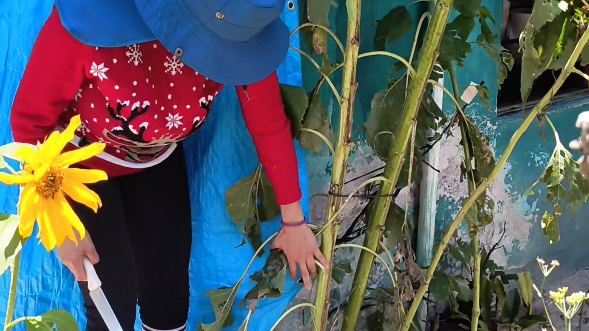 1000060493 - video by LaInsaciableIntensa cam model