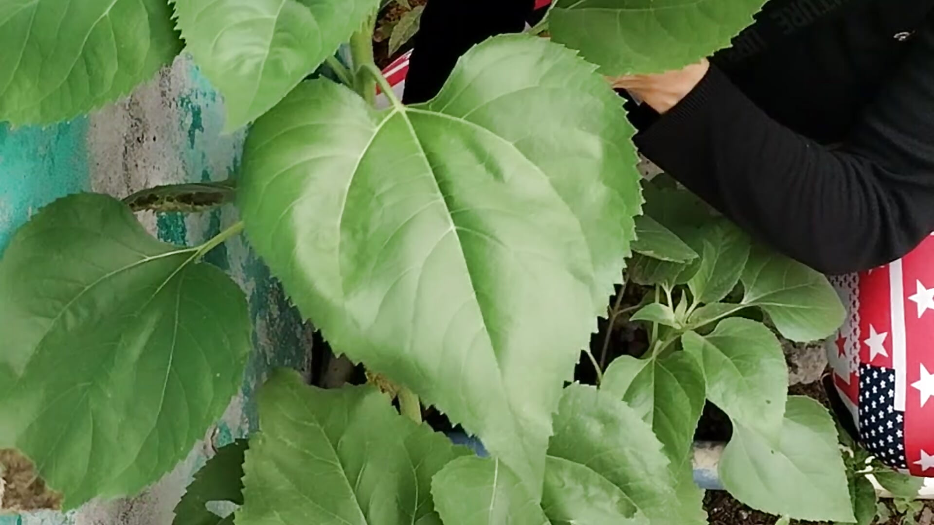 VID_20250508_144817 - video by LaInsaciableIntensa cam model