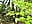 Pussy rubbing on car hood in the woods there's she goes squirting now that's what you call a hot car - vídeo de davisdesires@xh