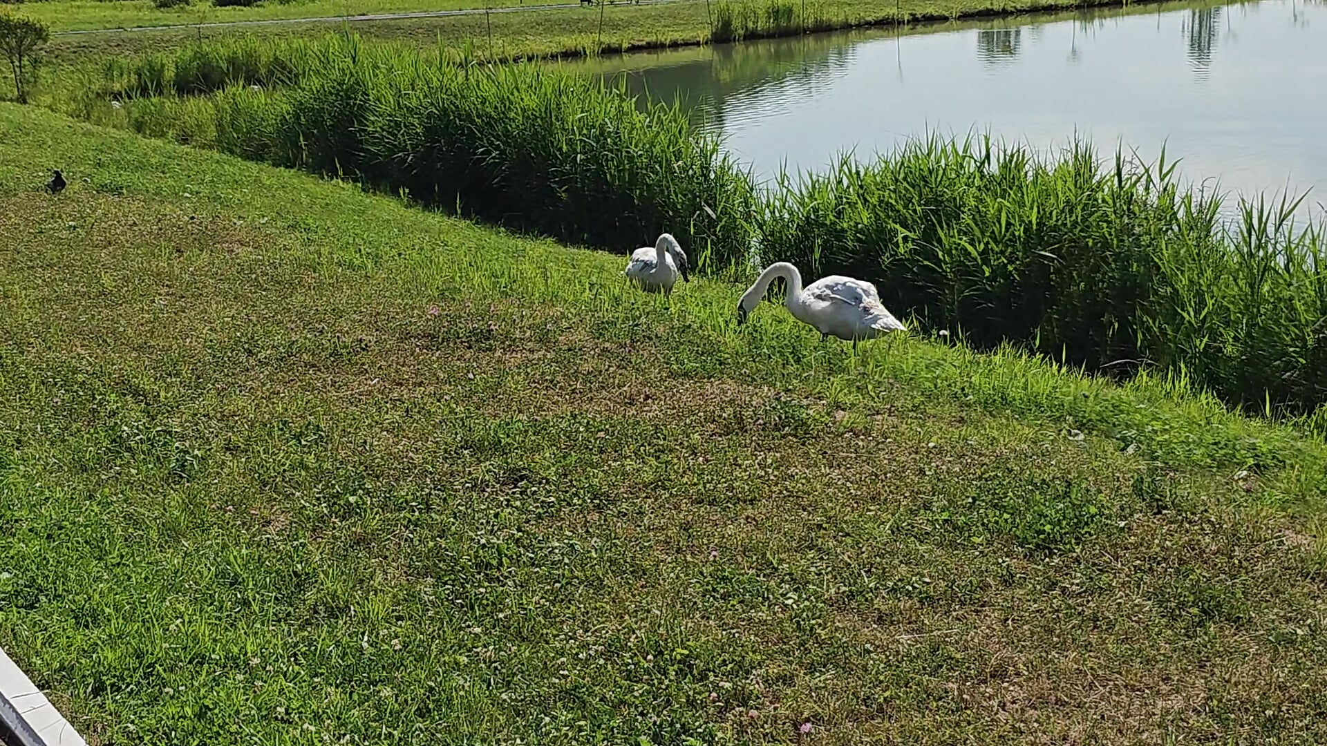 I love this place I love watching these swans - elikako adlı kamera modelinin videosu
