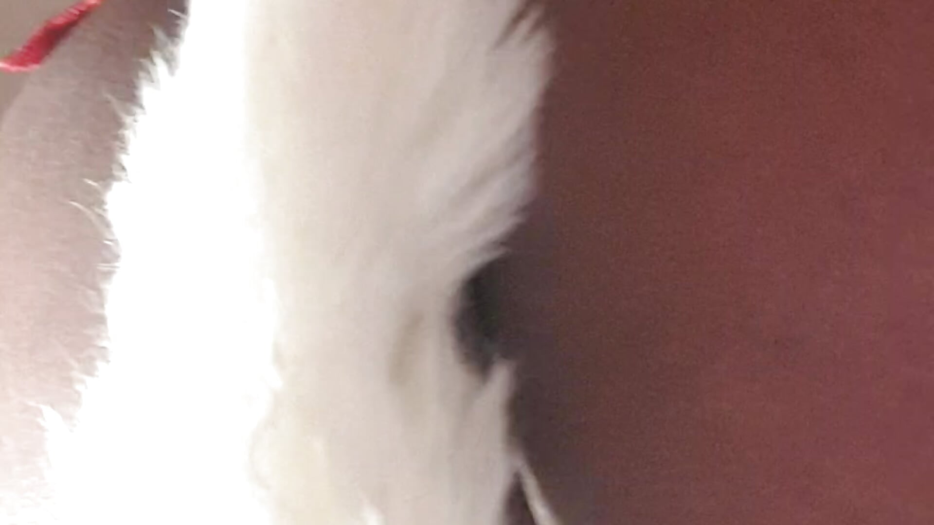 20250226_073211 - video di aisha78 modella di cam