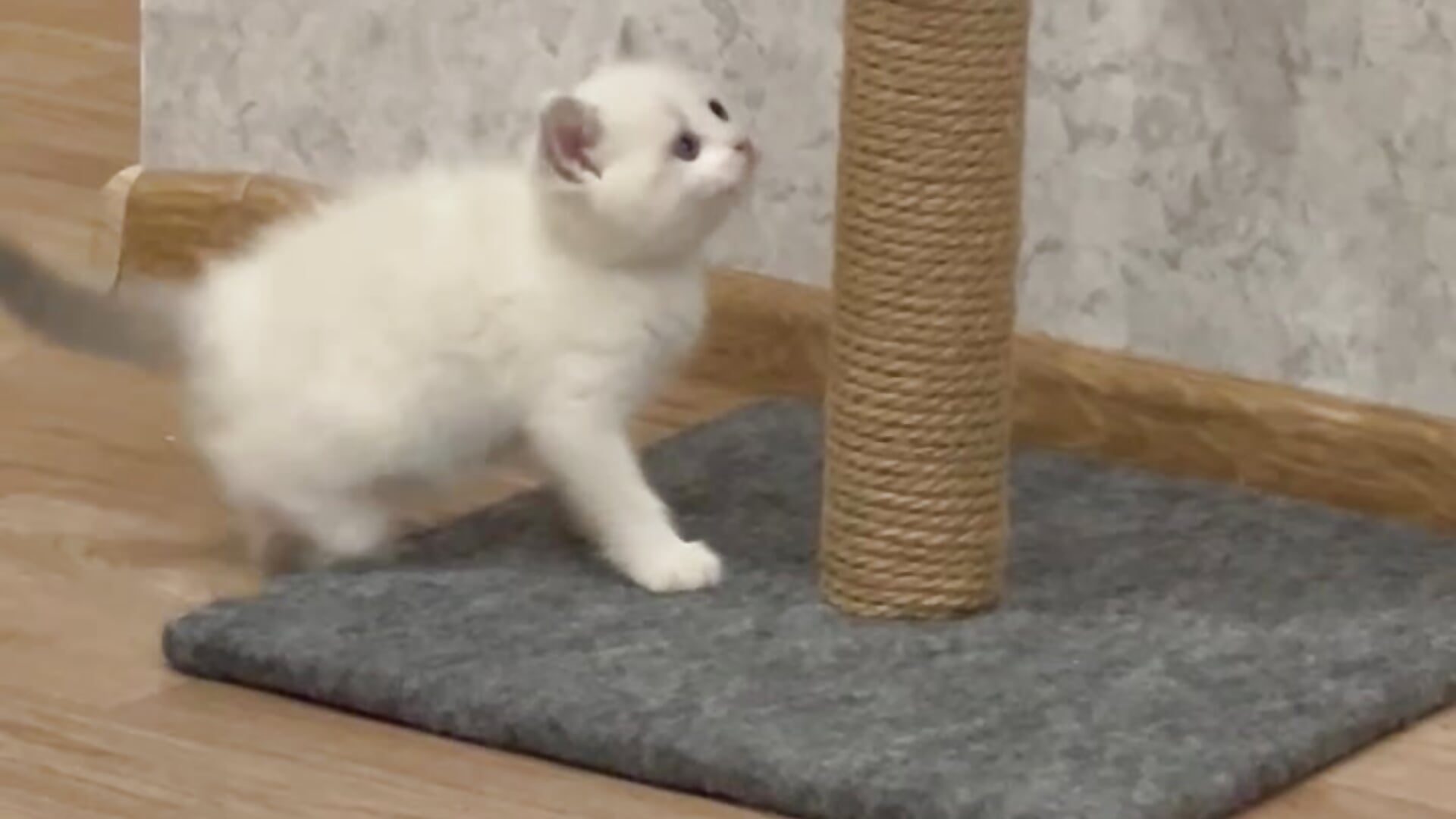 my new kitten minosh - video by GumusGuray cam model