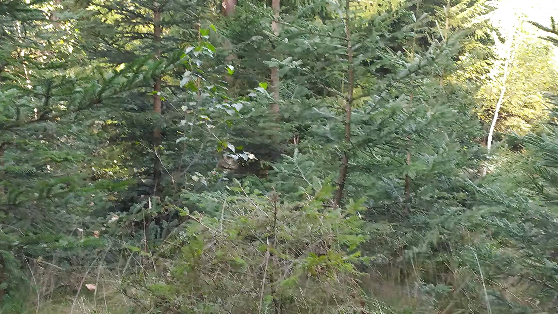 VID_20200915_085525 - video by pivasek-czech cam model