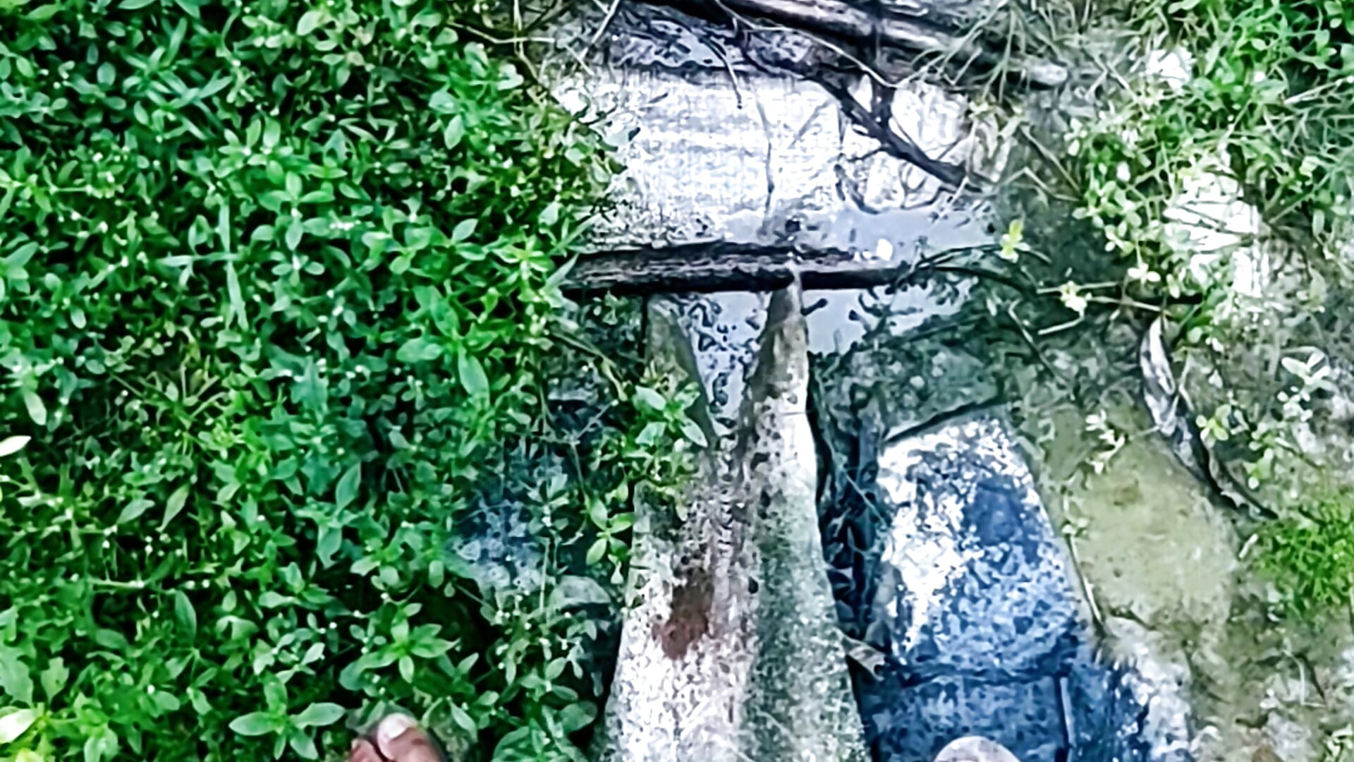 MY INDIAN PISSss AND CUM SHOT.. — filmik PIG_FUCKER_DADDY, modela(-lki) na kamerkach