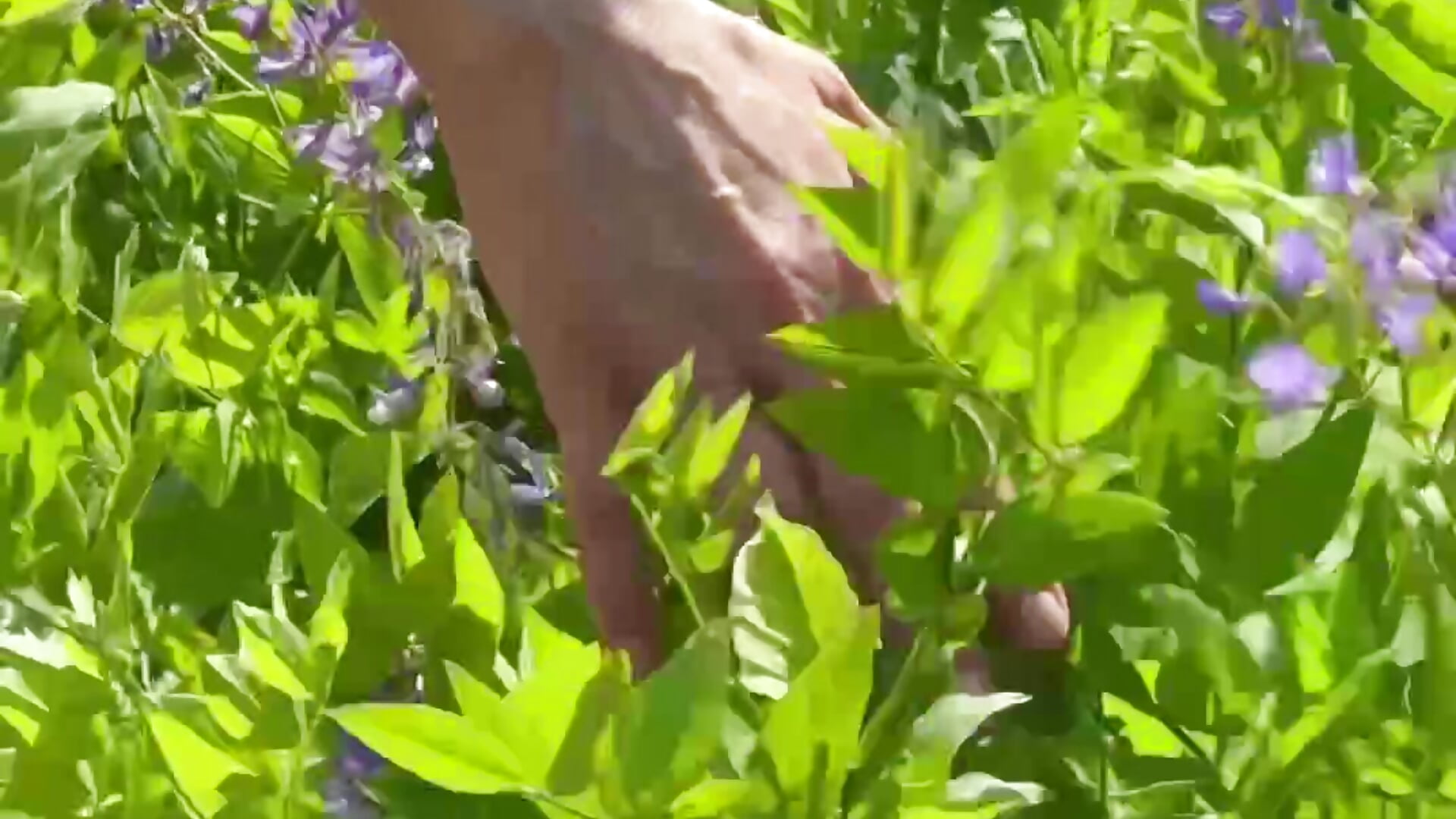 The greenery, the sun, and me. A perfect triangle. - video di queen_a_n_i modella di cam