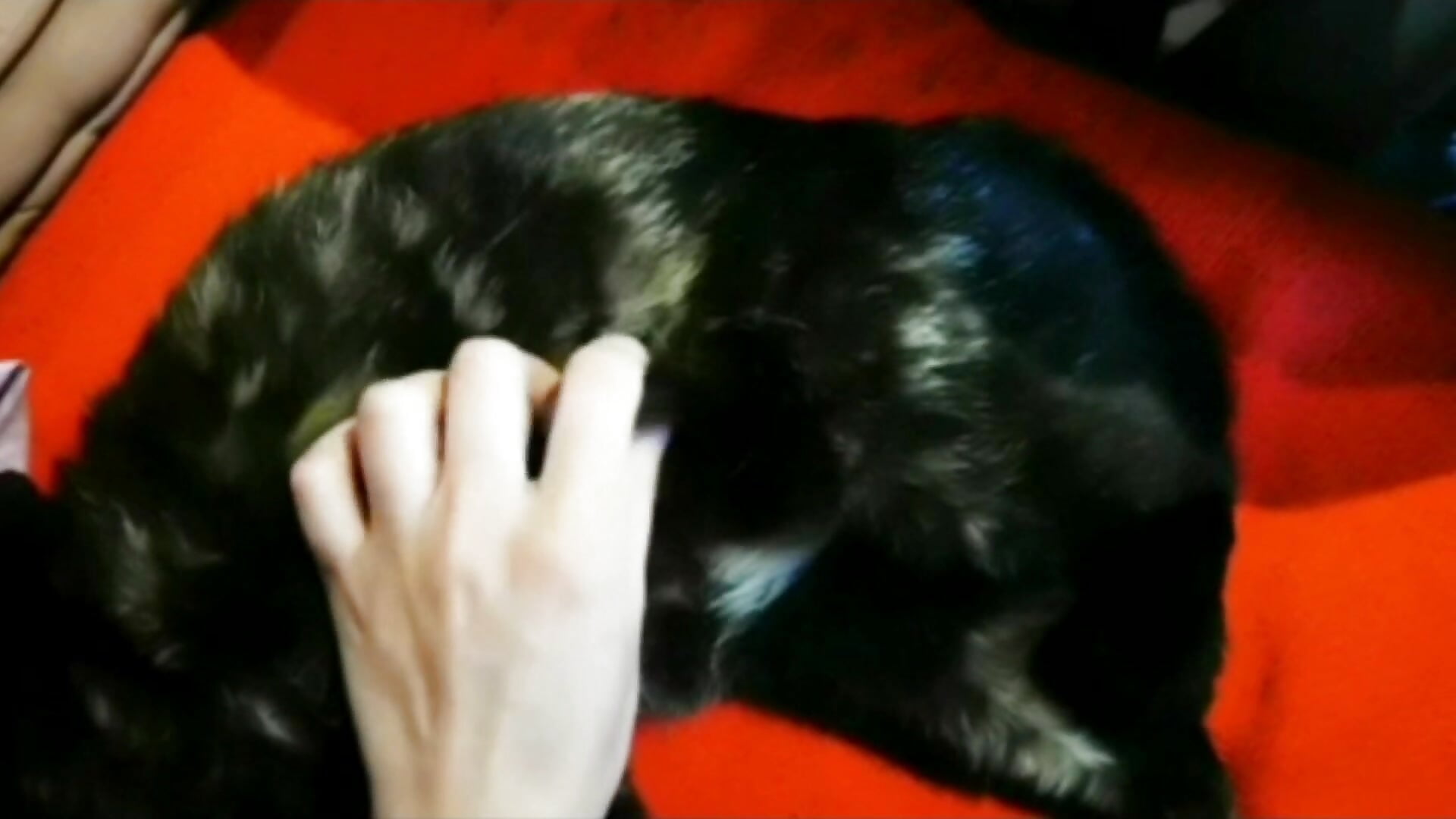 nail and hand fetishist, come and jerk off to the sound of my nails on different media - mylissandre 캠 모델의 동영상