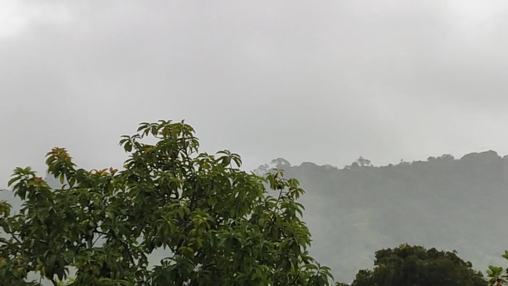 Morning in Venezuela ♥️ - video by Shara_dreams cam model