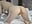 dilido in 3 poses and multiple squirt - video by Musae cam model