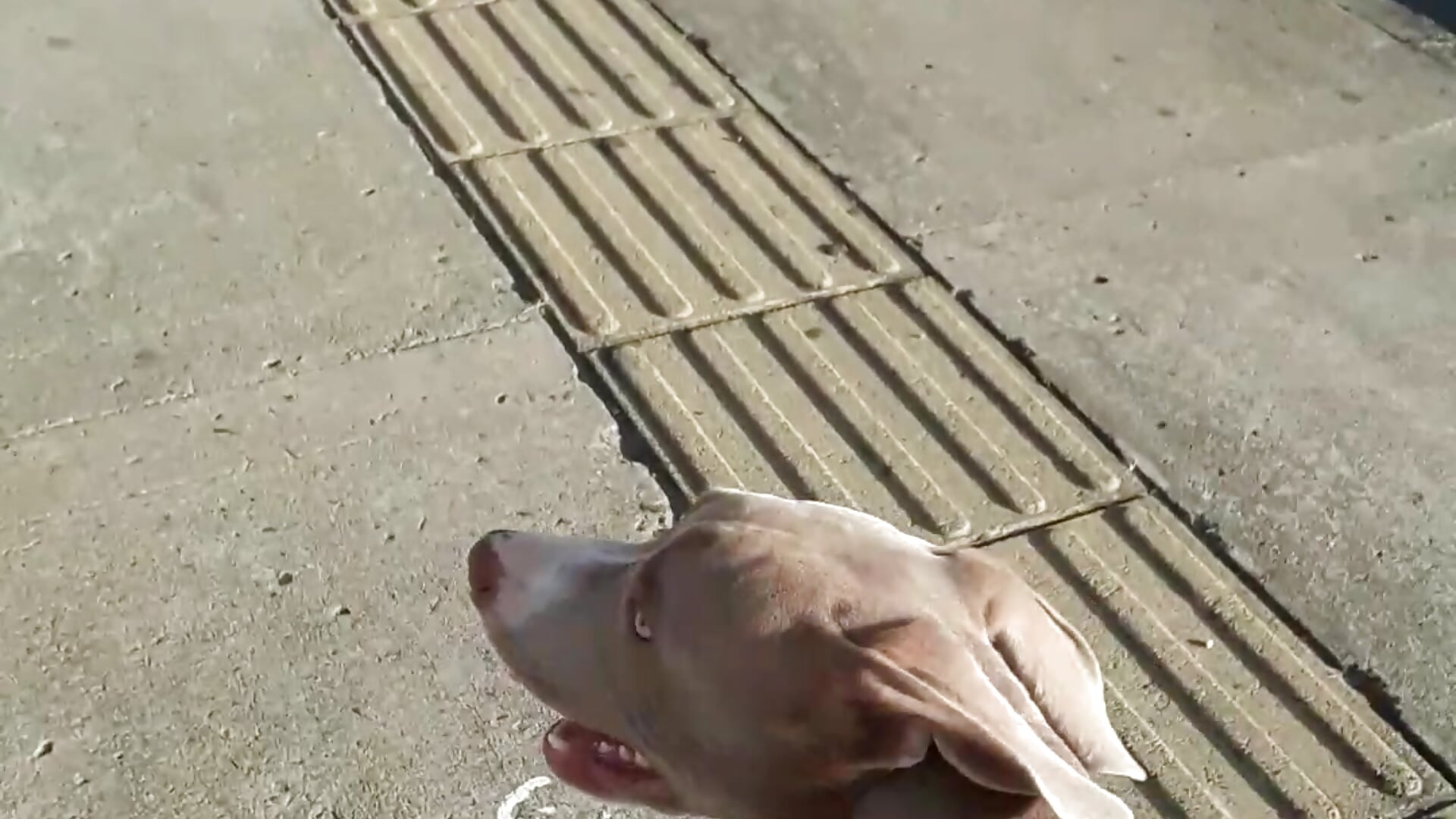 my city - video by iamxandertv cam model