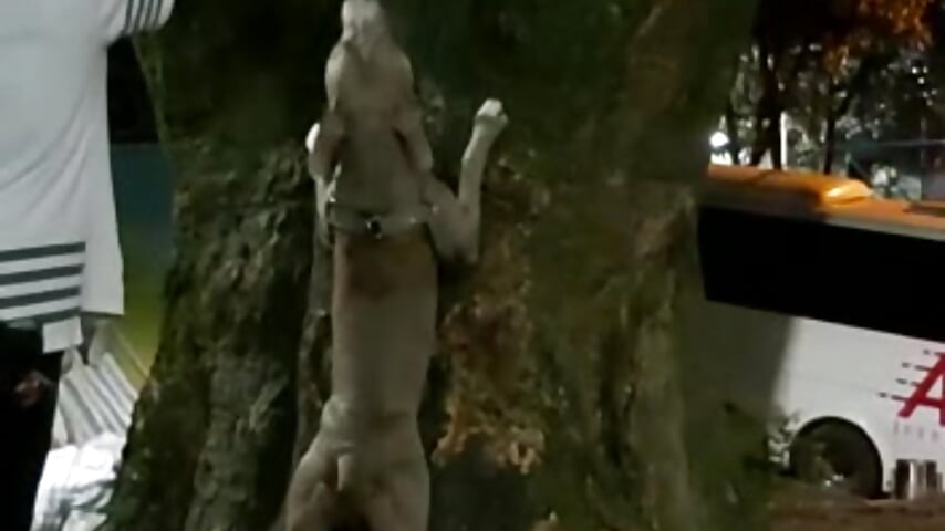 free time with my boys - video by iamxandertv cam model