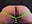 draining cum from my dripping ass - vídeo de danypalmer