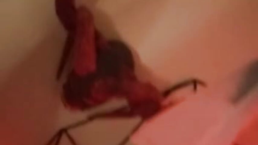 hallowen – видео вебкам-модели liz_bedoutxx