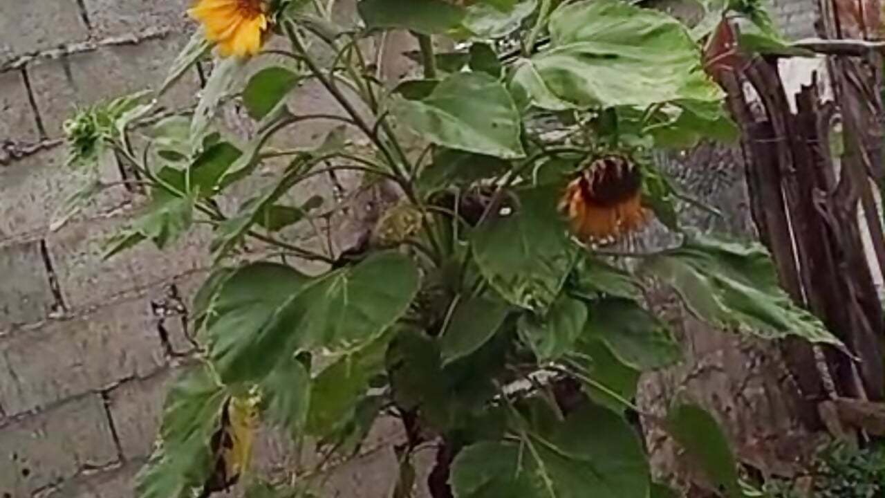 sunflowers and rain from my hometown - vidéo du modèle de showcams MirandaHaguen