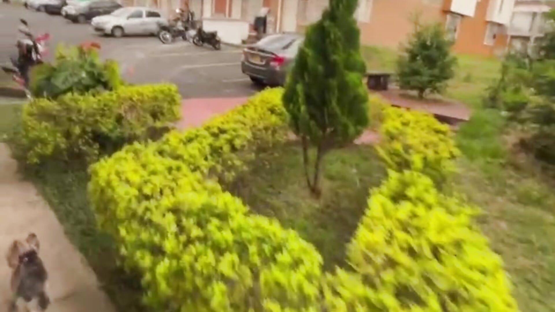 Walk through my neighborhood and my dog ​​accompanying - video by keane_lee cam model