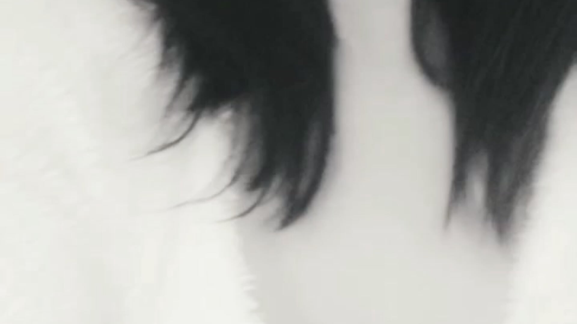 Angel or Diabla !!! - video by camilalatti cam model