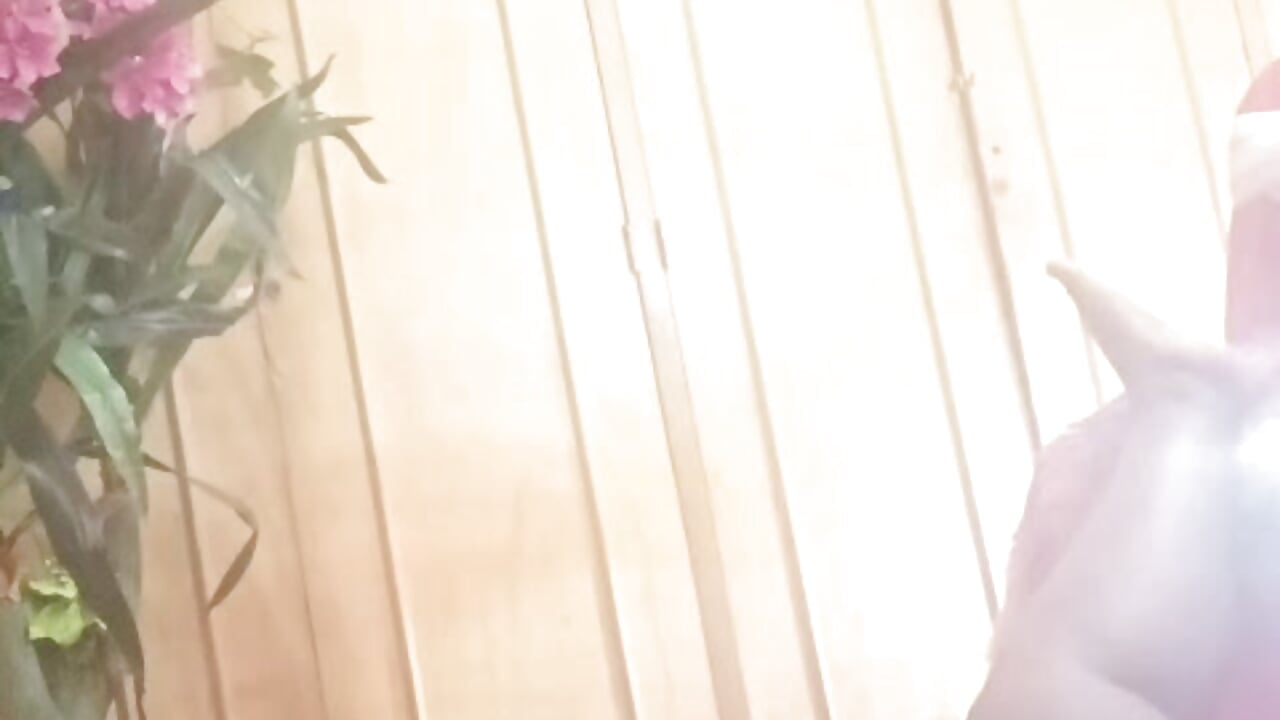 misgemidos - video by anai_valentinex cam model