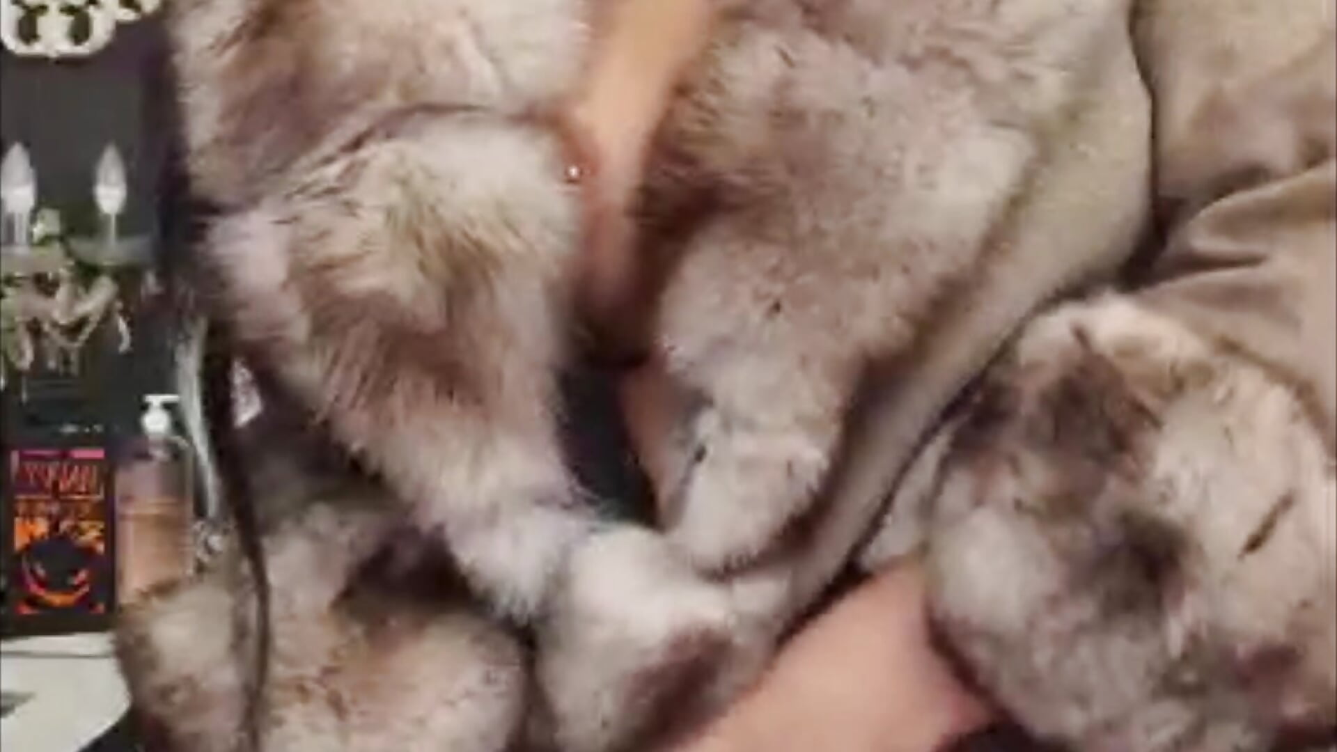 Your Fur Goddess - Video von MichaelaDark Cam-Model