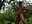Walking naked in the orchard 在果园里野裸漫步潮喷 - video by Alexandertoms cam model