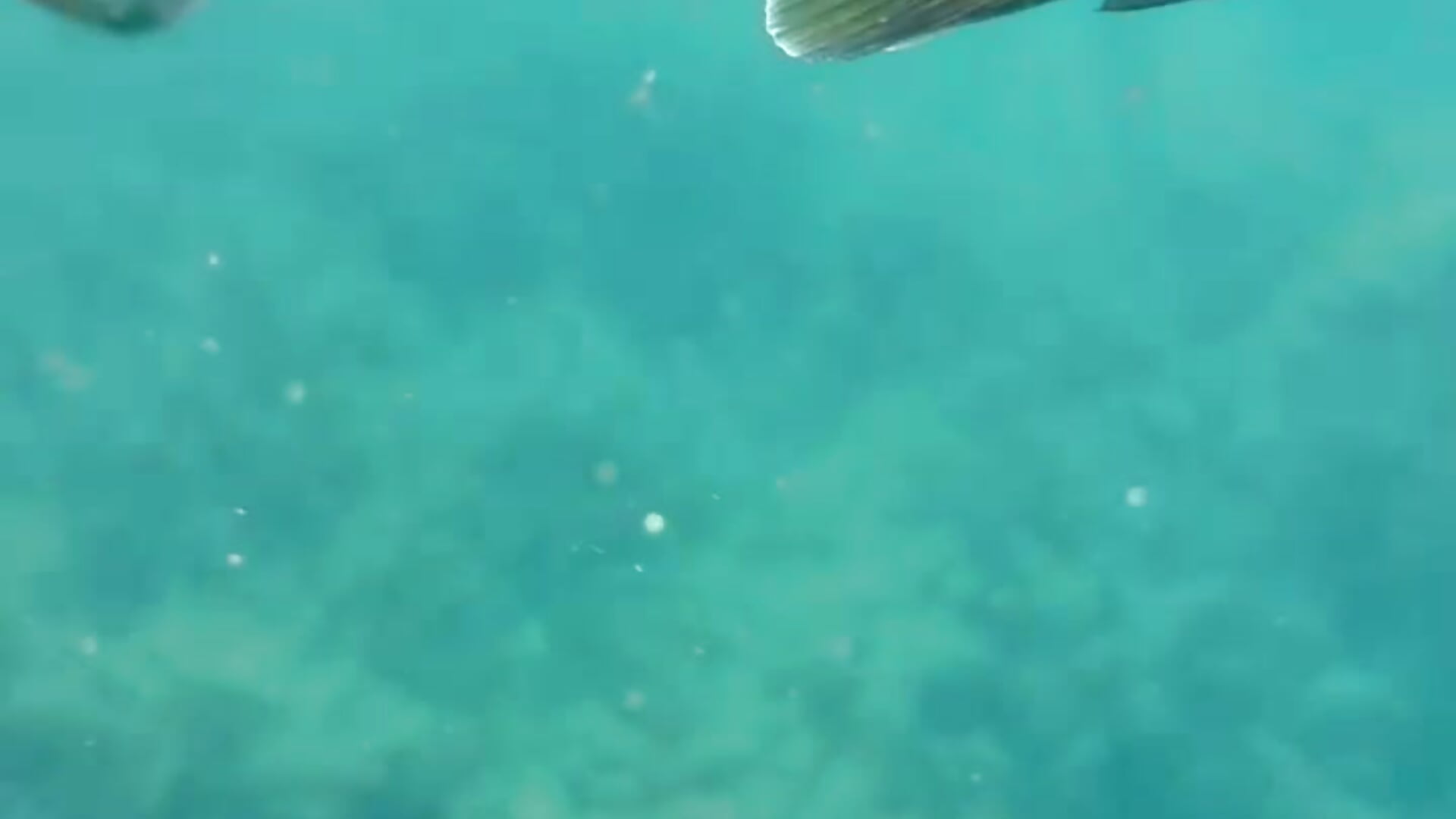 Fishy fishy