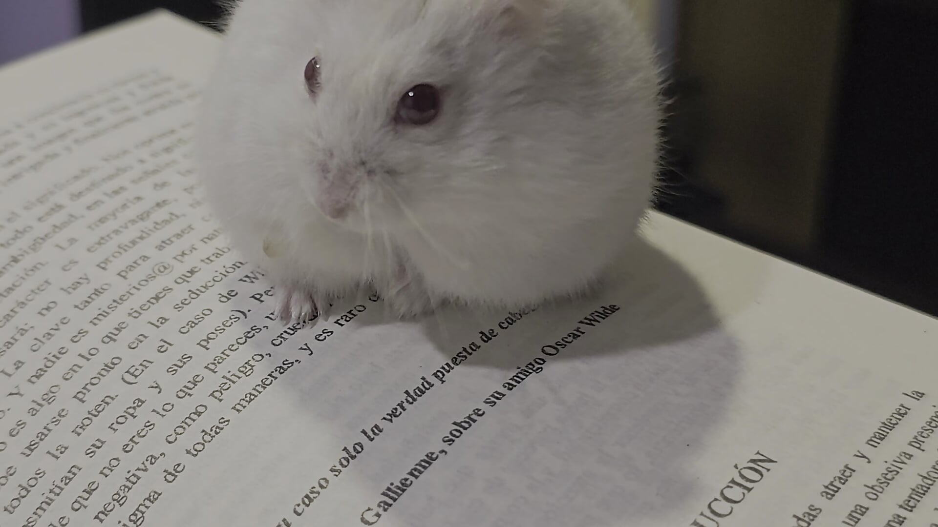 Even my hamster understands what discipline and constancy is on his wheel... now show me that you al - MistressSlut1 캠 모델의 동영상