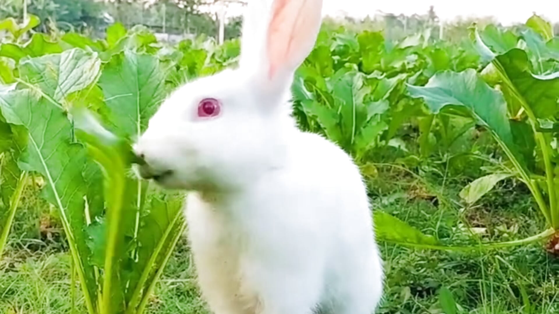 1000273750 – видео вебкам-модели Cplforsex-134