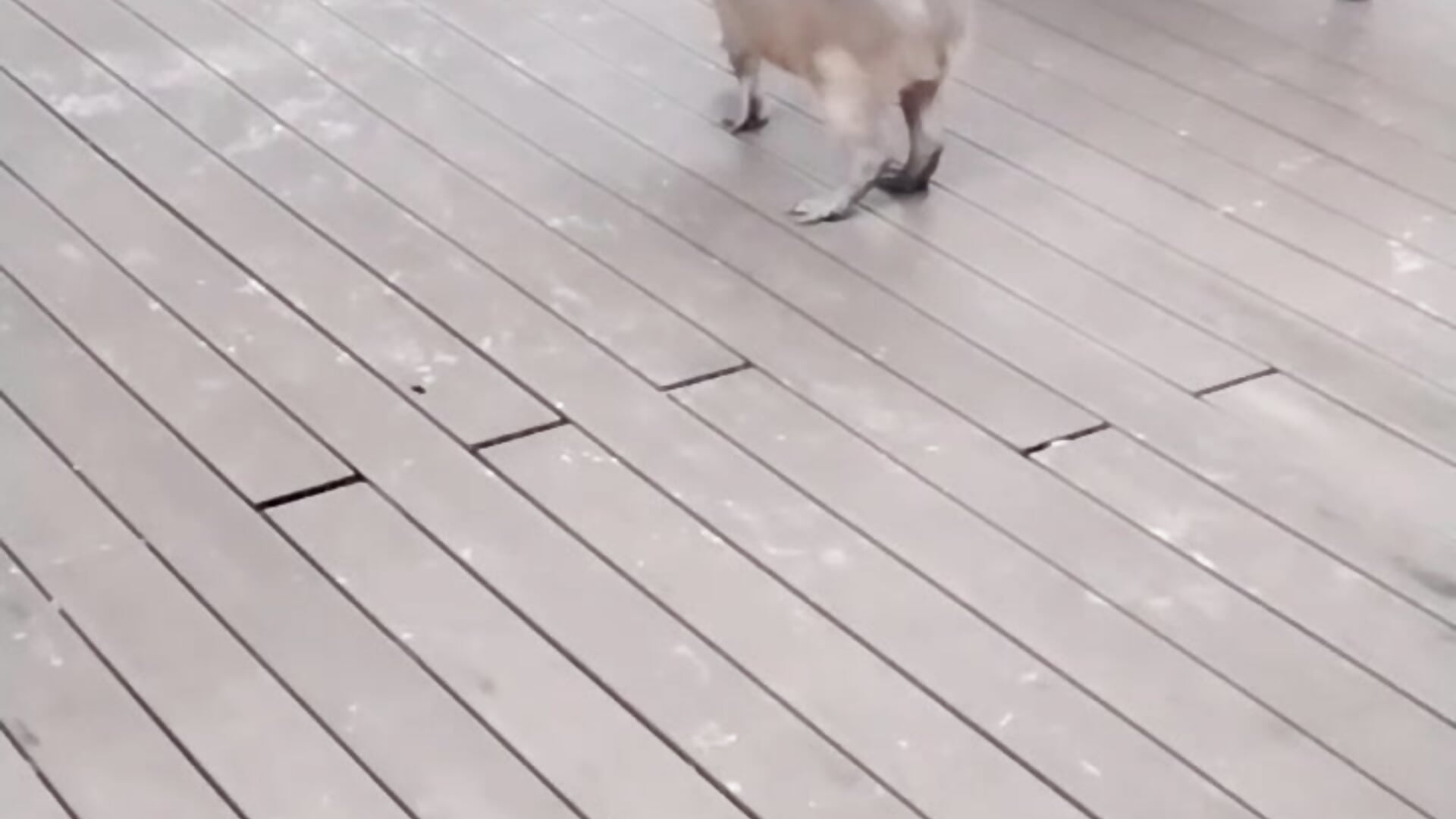 Capybara sweet tummy😁🥰 - video by baby_sweet_girl_ cam model