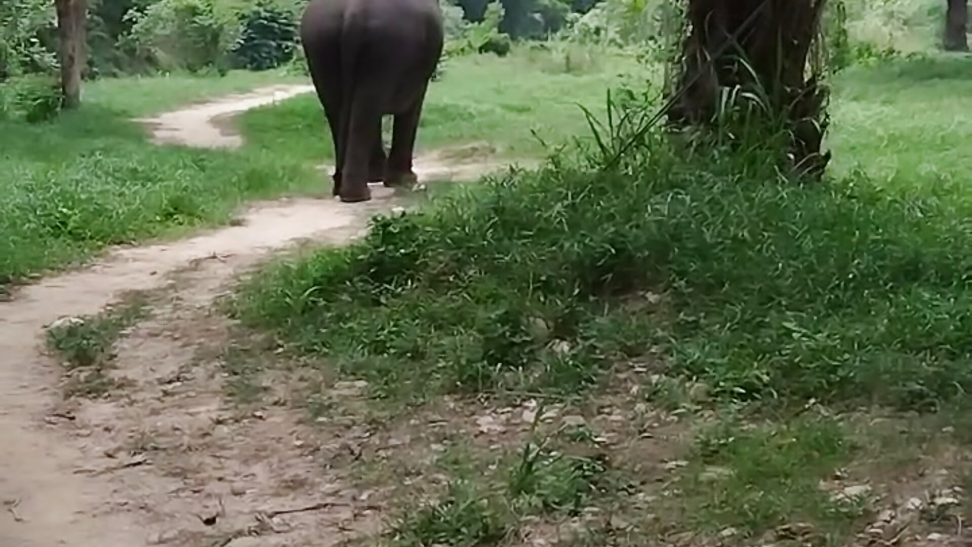 🐘🥰 - βίντεο μοντέλου baby_sweet_girl_