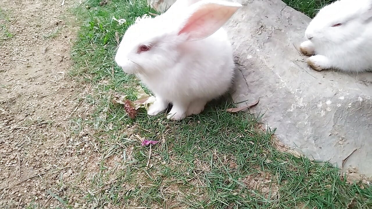Cute Rabbits 🥰 - video by baby_sweet_girl_ cam model