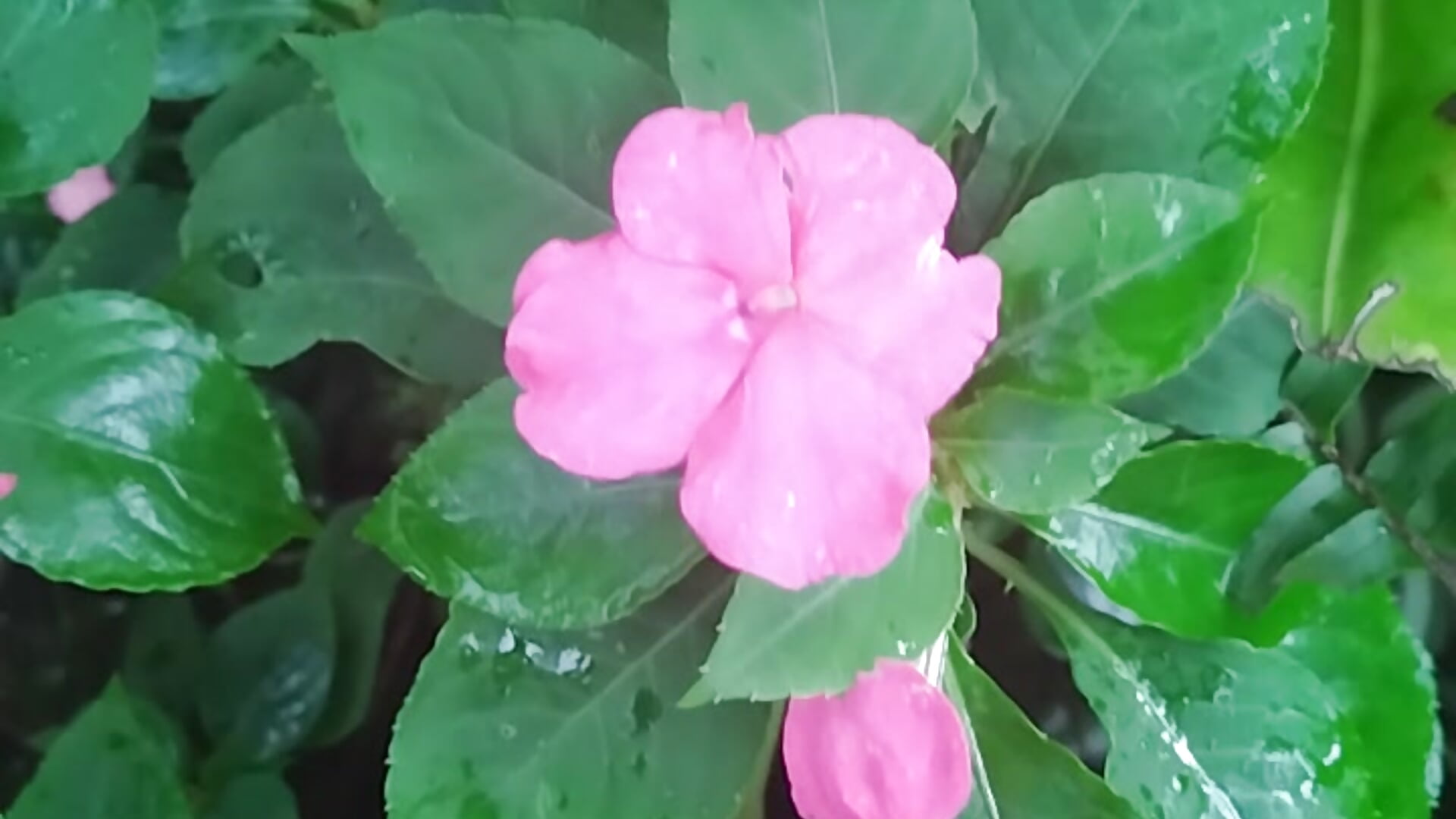 Flowers after the rain 😊🌺🤗 - video by baby_sweet_girl_ cam model