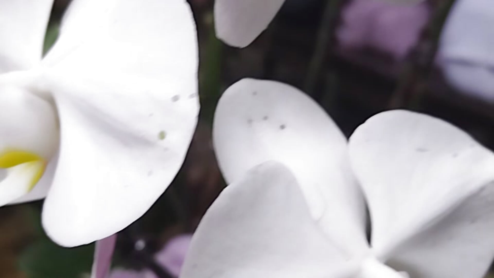 Beautiful flowers 🥰 - video by baby_sweet_girl_ cam model