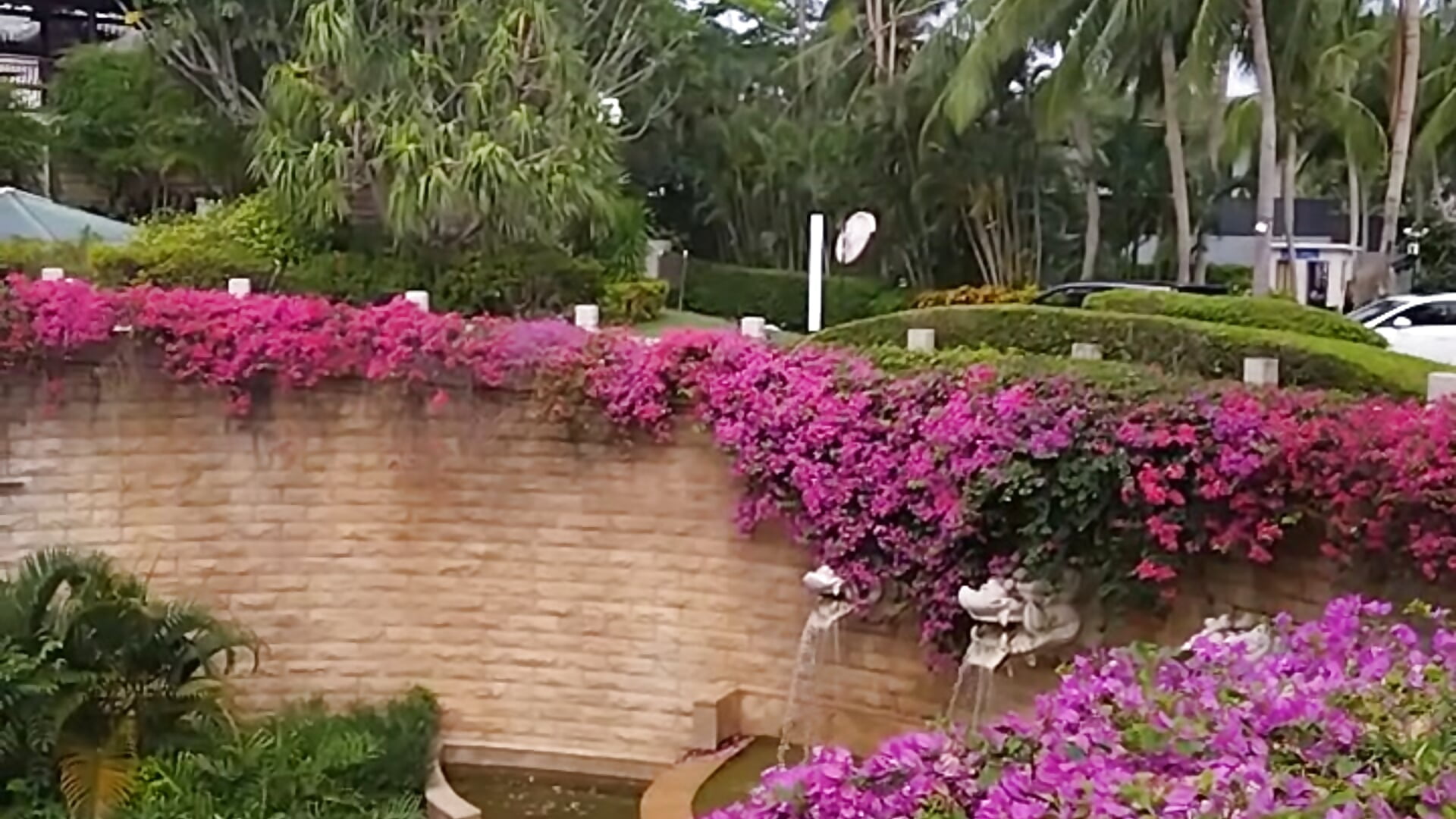 Beautiful hotel grounds 🌴 - video by baby_sweet_girl_ cam model