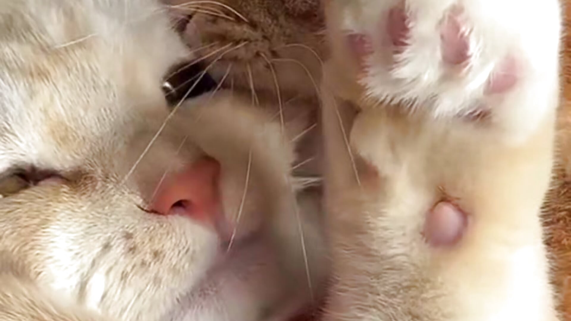 🩷 - vidéo du modèle de showcams guiltyyy_pleasureee