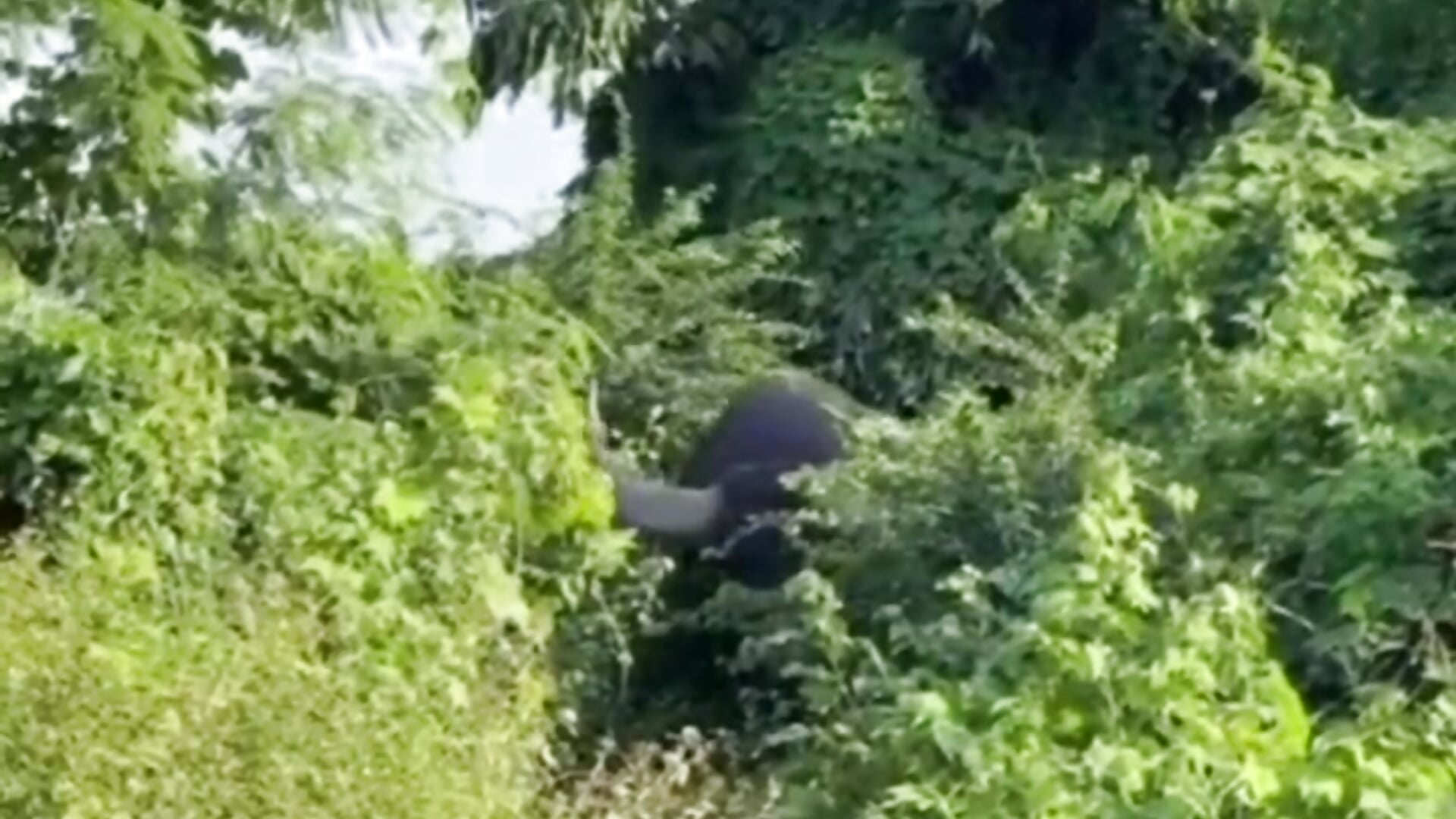 VID-20250723-WA0043(1) - vidéo du modèle de showcams guiltyyy_pleasureee