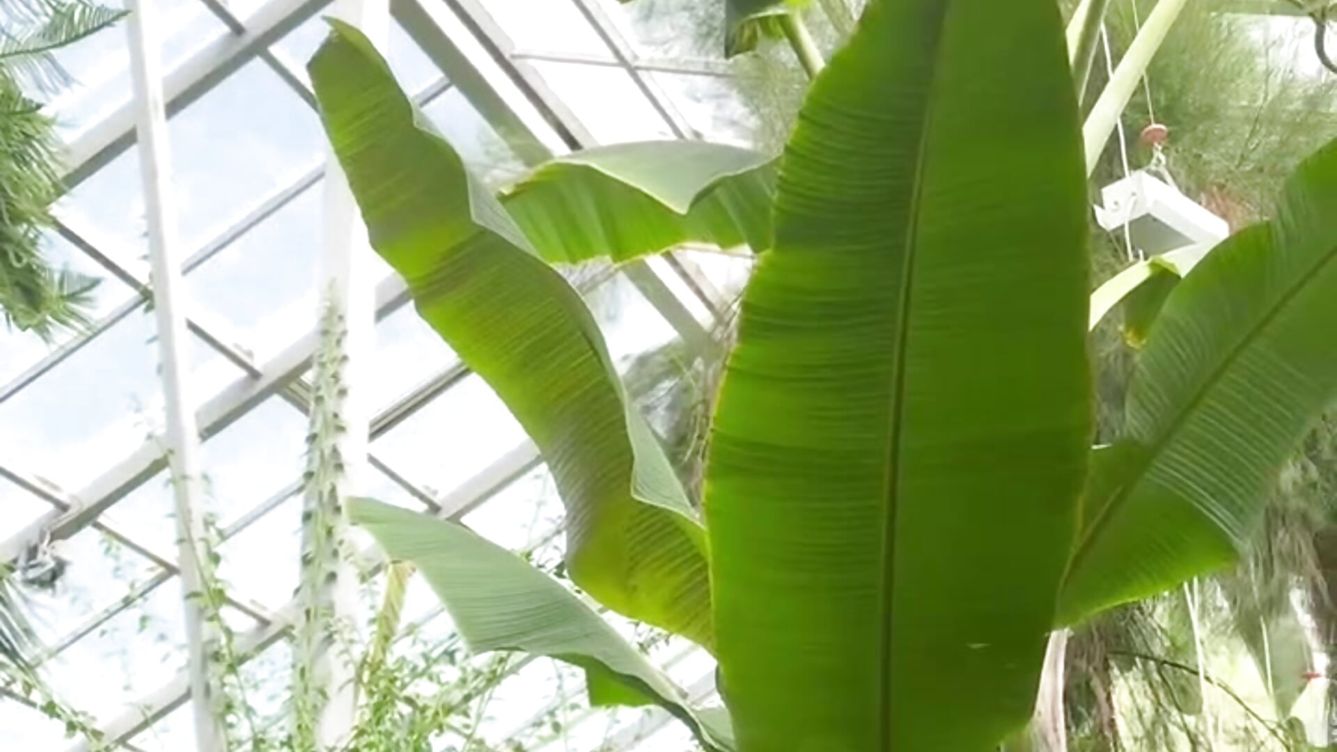 Botanical garden - Video von 2SW2