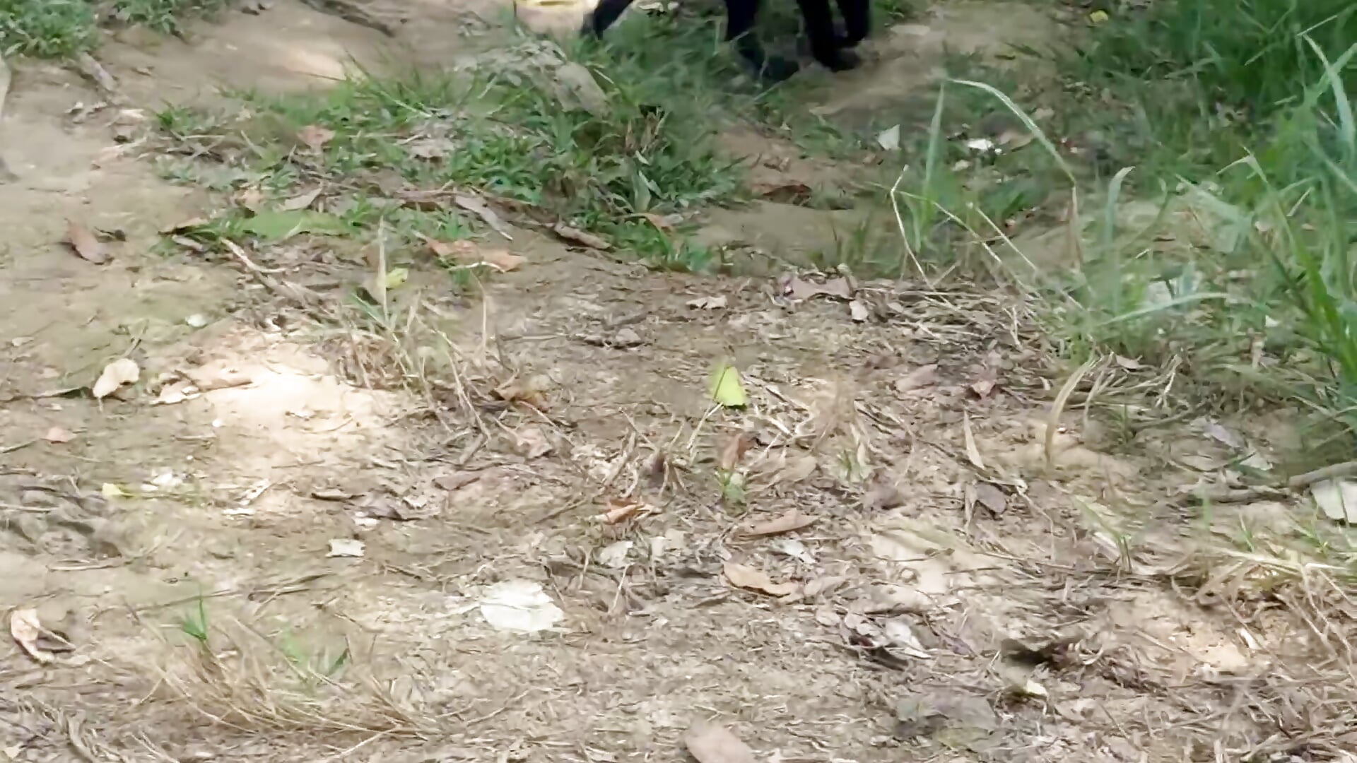 my dogs ❤️ - video oleh model kamera brenda_moris01