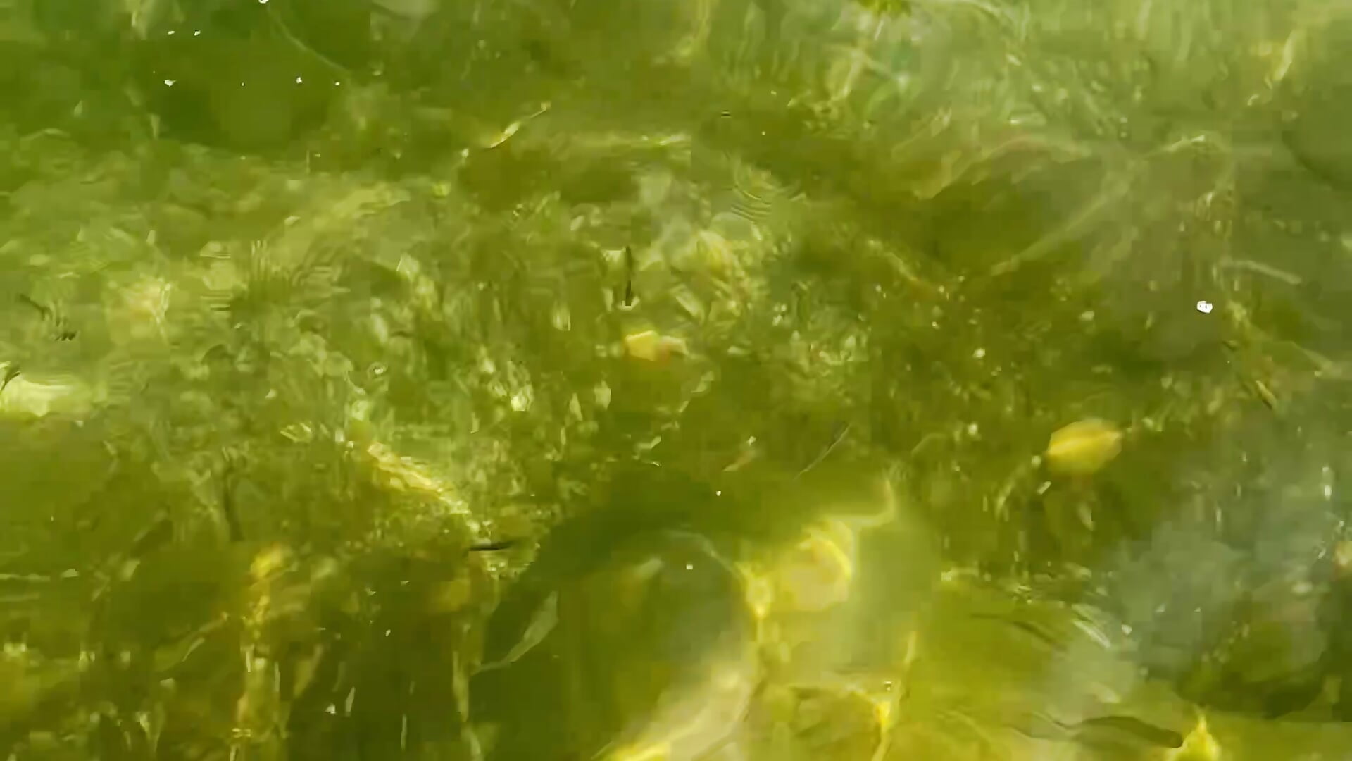 🐟🌴 - video oleh model kamera brenda_moris01