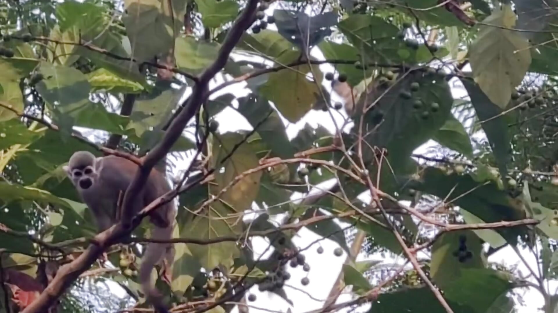 🐒🌿 - video by brenda_moris01 cam model