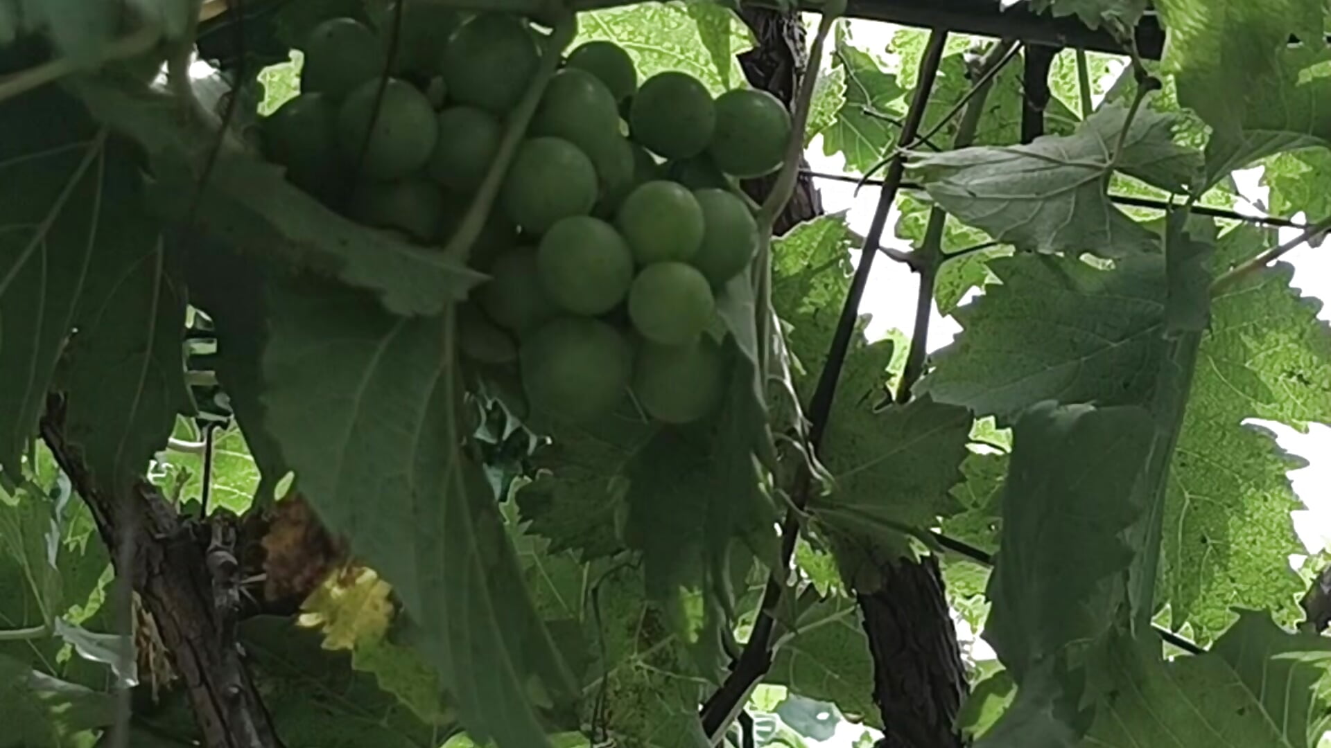 My garden - Video von Jyoti_telugu Cam-Model