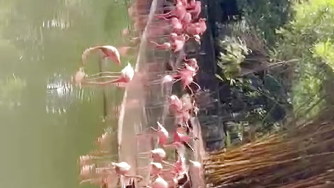 Zoo day - video di JanneCarter modella di cam