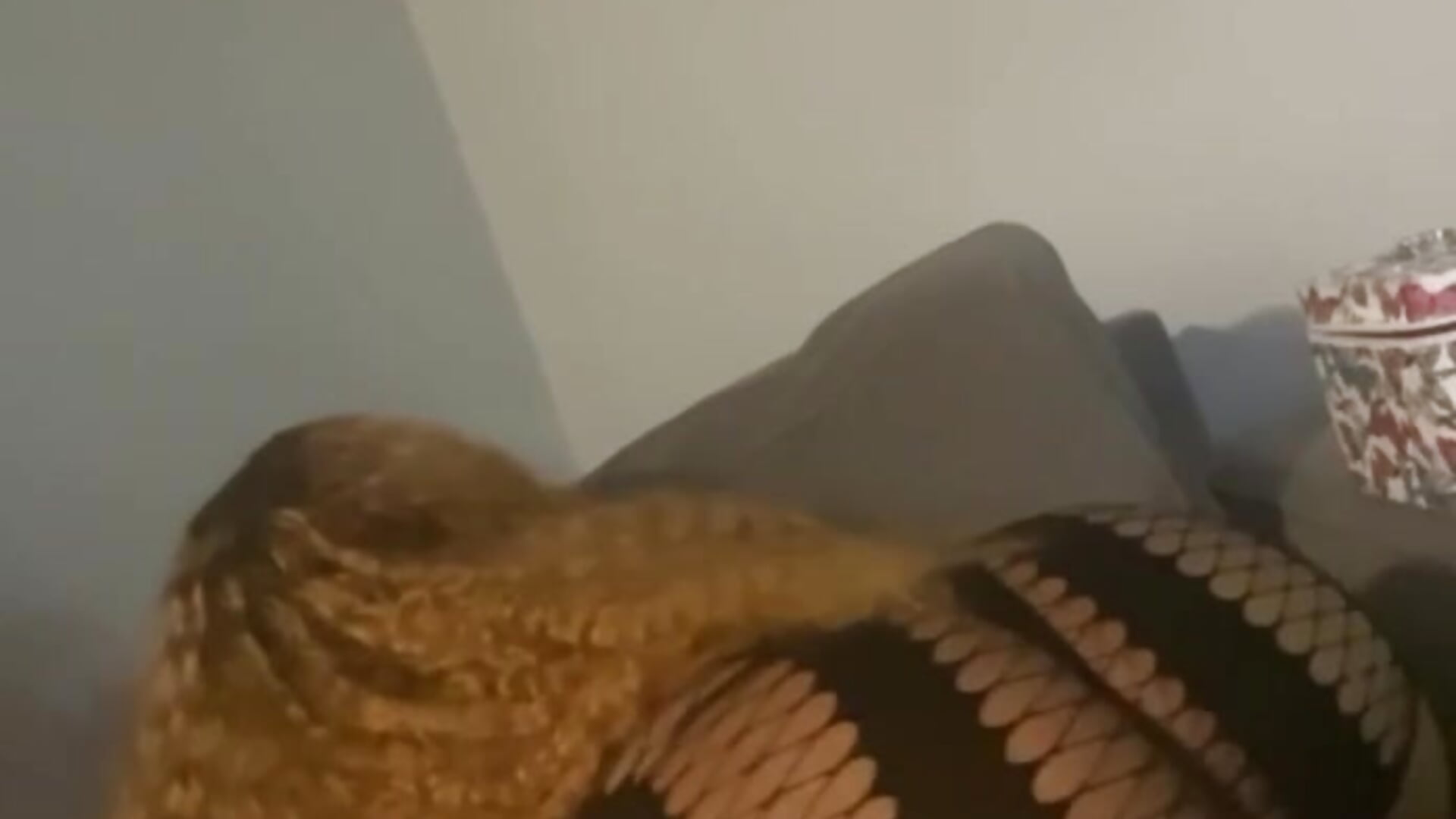 Take a bite - video by BigFineSelena cam model