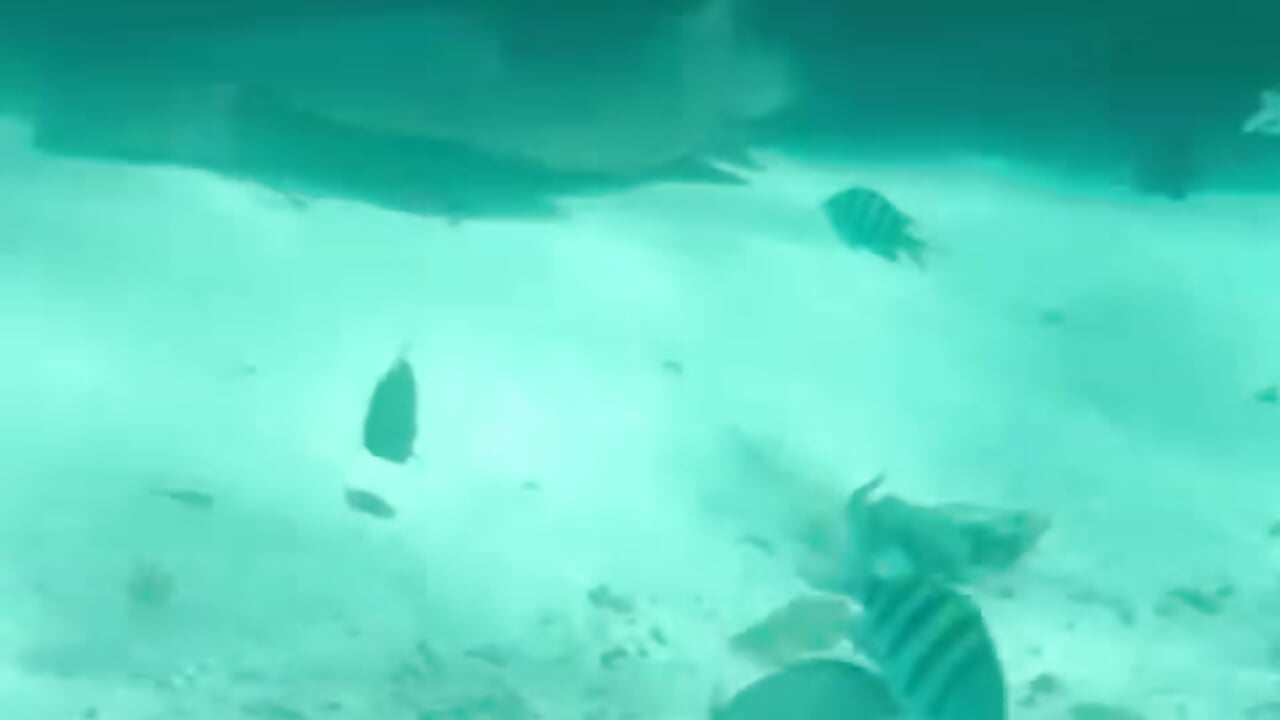 🌞🐟 - video by matteosantos cam model