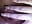 A6ACA9BD-40D3-424C-B3FB-20DE1378E9C6 - video by Cumming_atme cam model