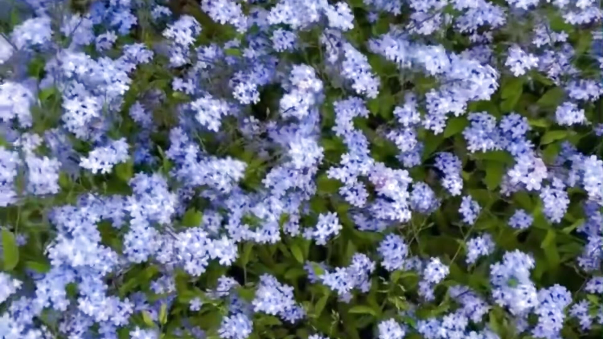 Carpet of flowers - video by Var_Kiss cam model